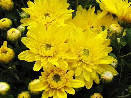 黄菊花的花语是什么 黄菊花有哪些作用