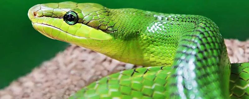 属蛇的几月出生最好命运 哪个月份的蛇命好