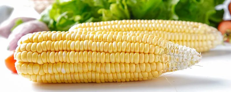 什么是老玉米 老玉米是什么意思