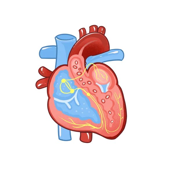 孟旭的瓣膜修复靠谱吗