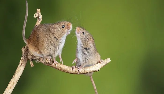 耗子扛枪是什么意思