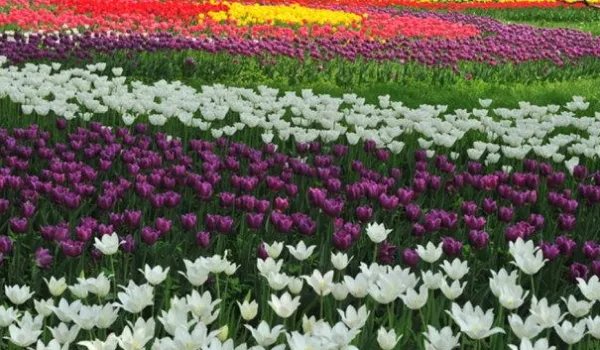 我们是五月的花海是什么歌？