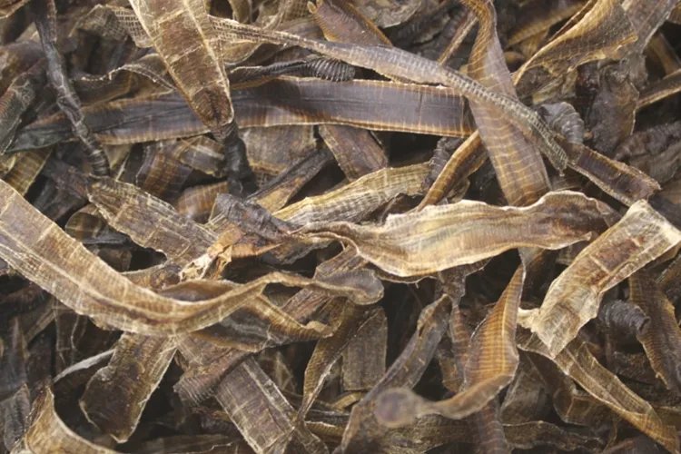 地龙草药图片大全