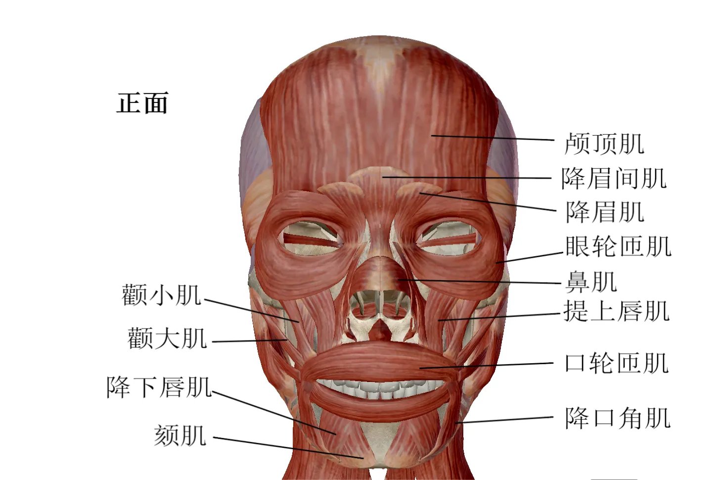 人体头部结构图及名称