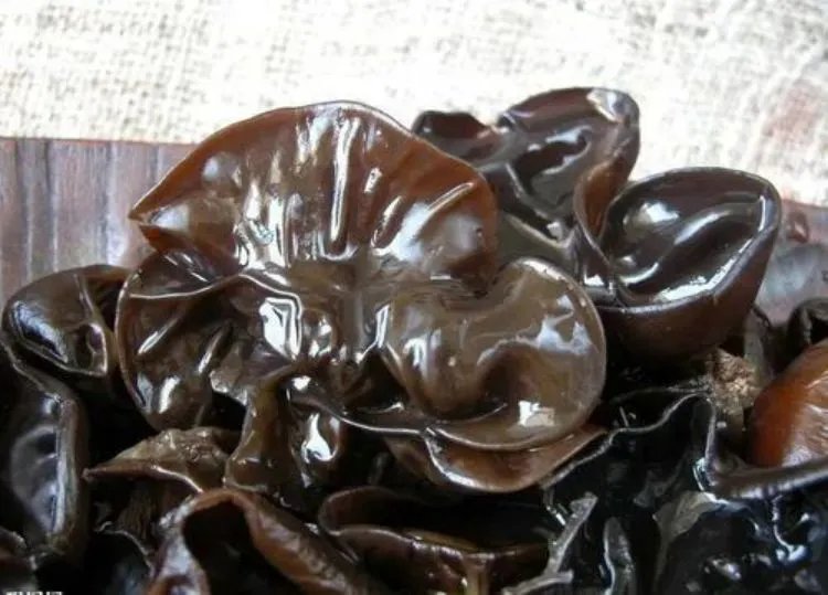 黑木耳的功效与作用