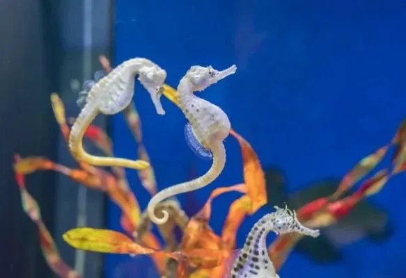 中药海马的价格是多少钱一公斤