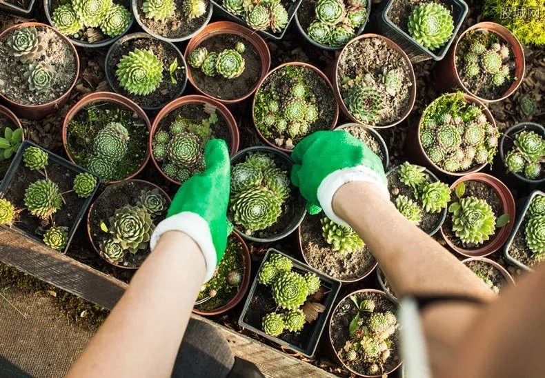 上海宝山一盆市价10万多肉被偷 虽找回但被养死了