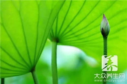 陈皮荷叶茶的副作用都有什么