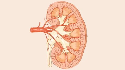 温肾清肺汤有什么作用