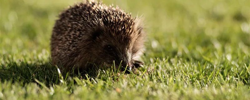 小刺猬吃什么 小刺猬吃什么东西