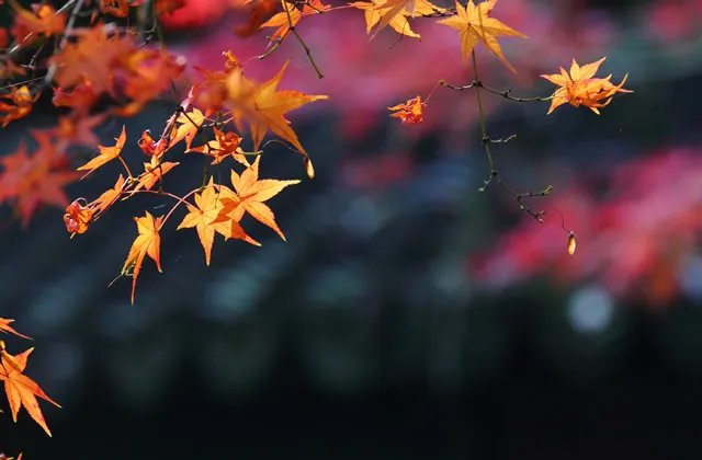 描写秋天的成语有哪些 形容秋天的成语四字成语