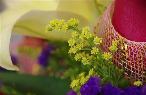 黄莺花种植及病虫害防治方法  黄莺花花语是什么