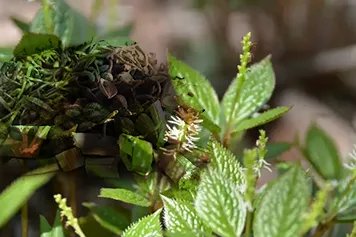 银线草的功效与作用