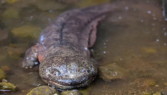 娃娃鱼吃什么 娃娃鱼吃什么食物
