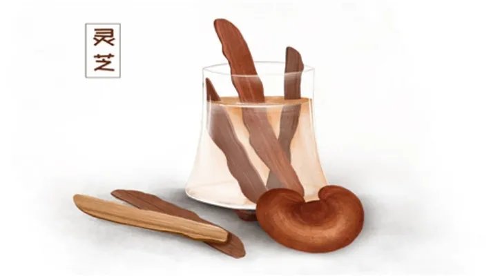 灵芝袍子粉的功效