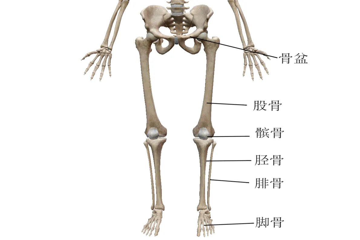 解剖图片人全身骨骼图