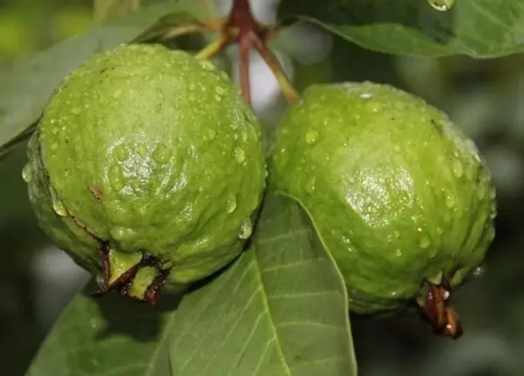 番石榴的功效与作用