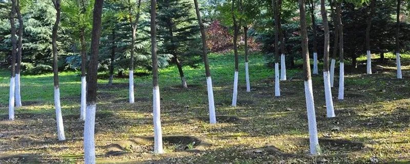 楠木种类 楠木种类总共有几种