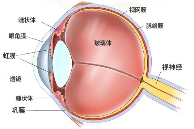 眼角膜什么样子图片