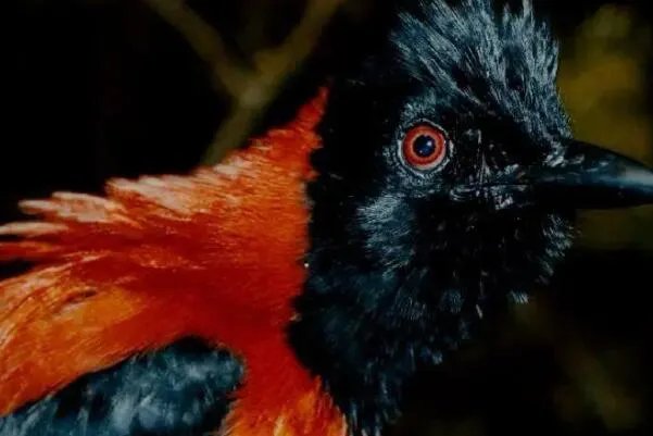 世界上十大最危险的鸟类，秃鹫被用于天葬，第二是菲律宾国鸟