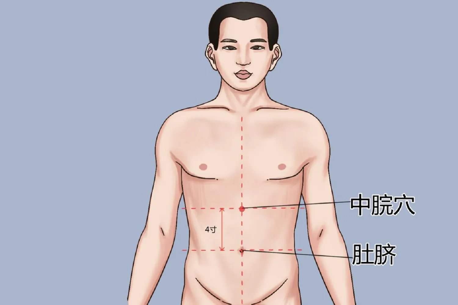拔罐拔肚子位置示意图