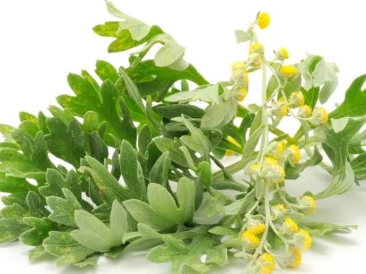 龙须菜的营养价值