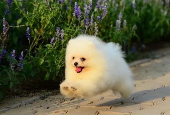 世界上最小的狗前十名 博美犬上榜，第一身高仅有15厘米左右