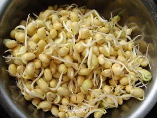 自制黄豆芽