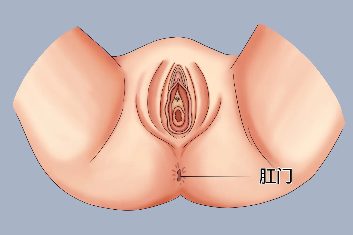 正常的排便肛门是什么样的图片