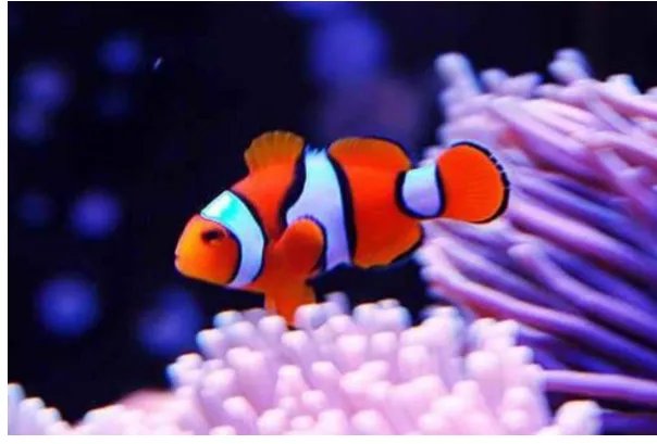 十种最漂亮的热带鱼,世界上最美的热带鱼(附图片)