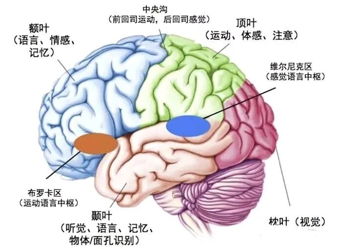什么是感觉统合失调，常见有哪些类型