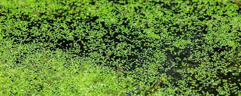 世界上最小的花是什么