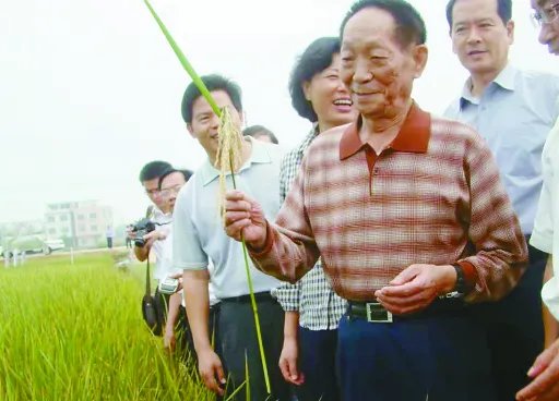 袁隆平的大米有人吃吗？