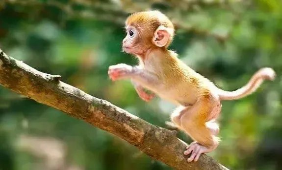 猴痘已在欧洲发生大规模社区传播，如何阻止这种病毒进入我国？