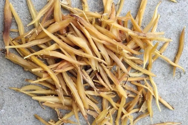 天门冬图片大全