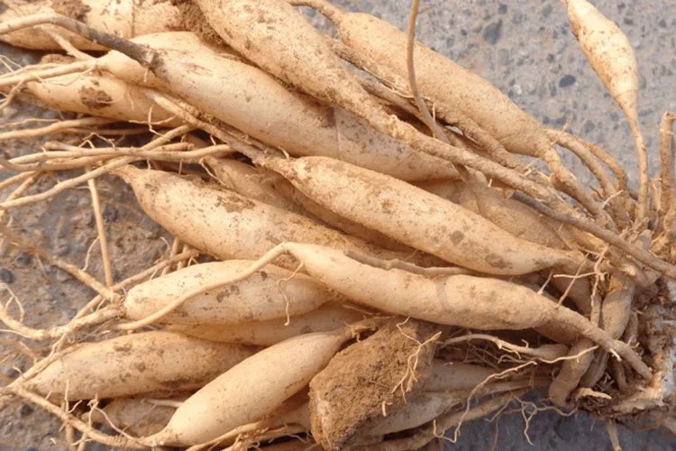 天门冬药用价值以及图片大全