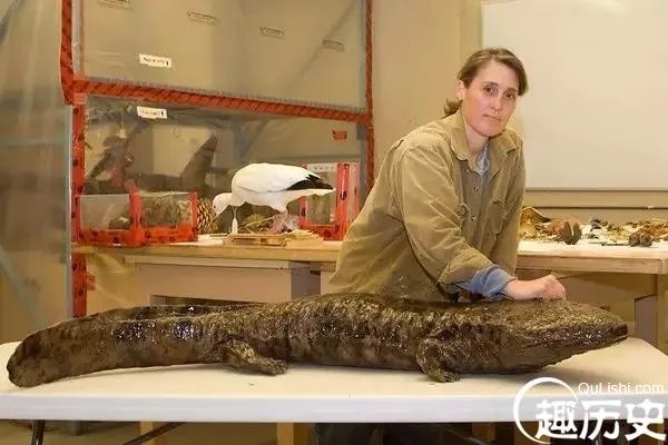 《鬼吹灯》里的史前霸王蝾螈是什么鬼?