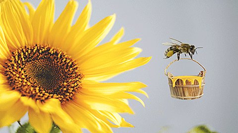 蜜蜂蛰消肿的最快方法