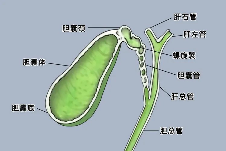 胆是什么样子图片