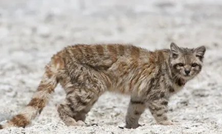 安第斯山猫：南美洲野生数量最为稀少的山猫物种