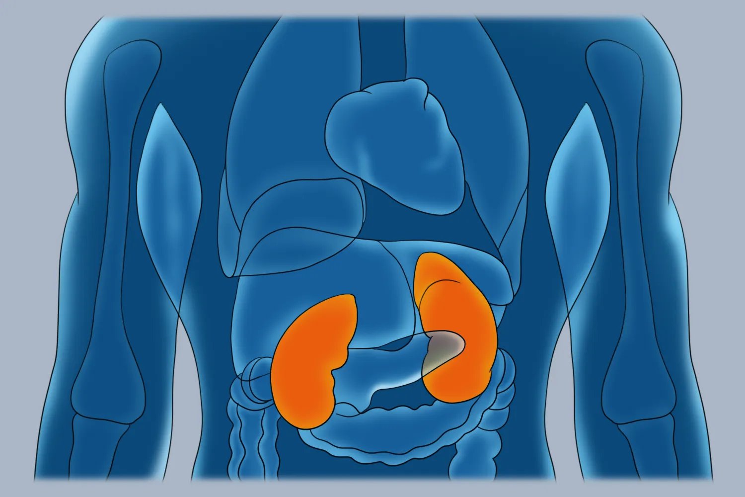 人体五脏六腑肾的位置结构图