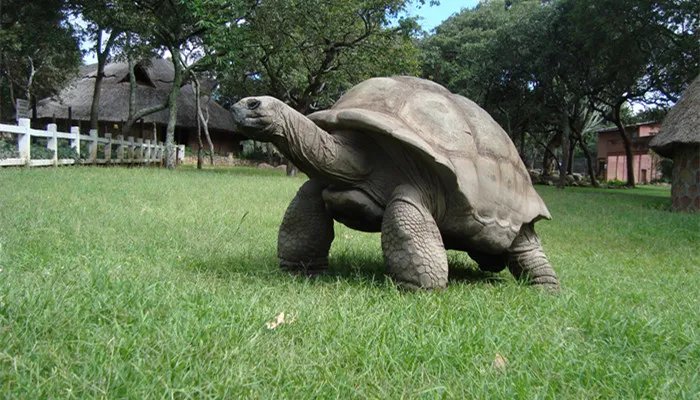 乌龟的生活习性是什么 乌龟的生活有哪些习性