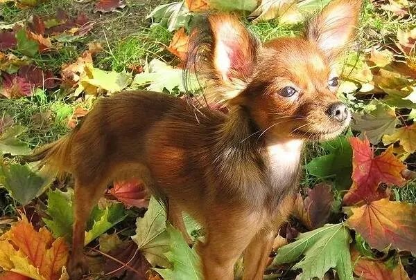 世界上最小的狗前十名 博美犬上榜，第一身高仅有15厘米左右