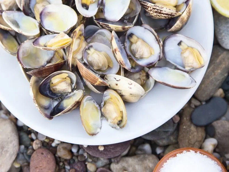 蛤蜊的营养价值和功效