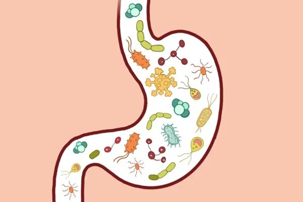 红花籽的功效与作用