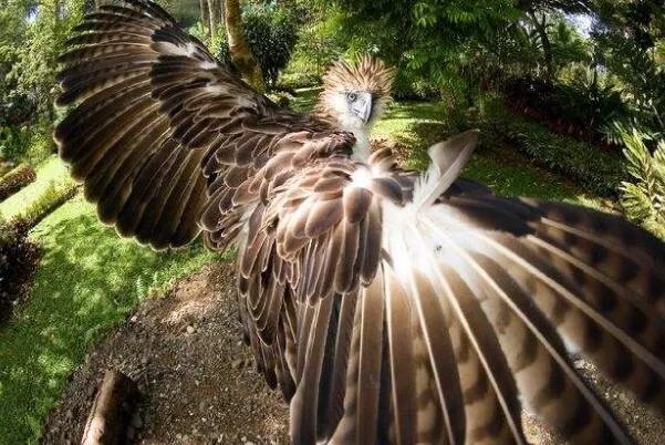 世界上十大最危险的鸟类，秃鹫被用于天葬，第二是菲律宾国鸟