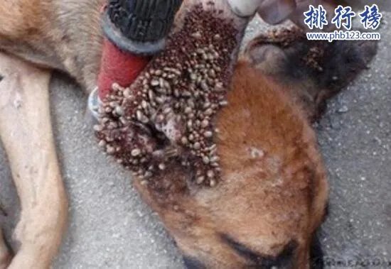 狗狗最恶心的疾病:蜱虫狗(内附图片恶心慎点)