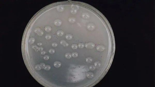 配制培养基的步骤?