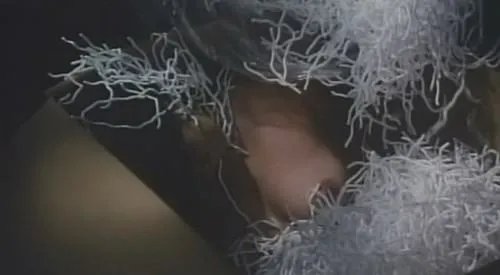 箱中女人的介绍