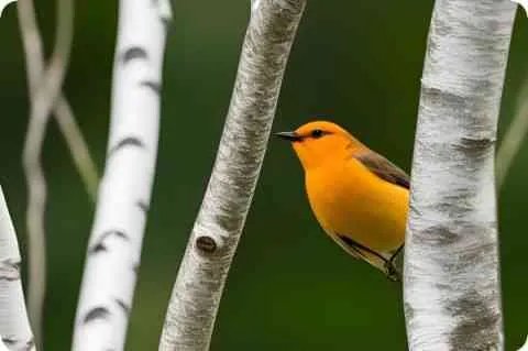 十大元帅的故事